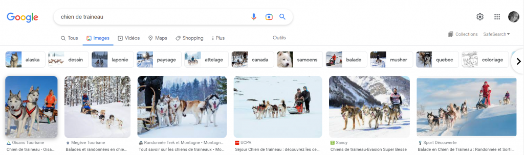 Tag sur Google Images, requête chien de traîneau